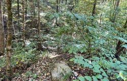 1875 Dyer Hollow Road, Mohawk, TN 37810