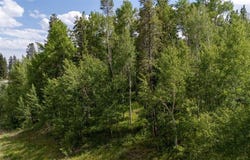 190 EASY BEND TRAIL, Silverthorne, CO 80498