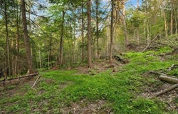 Armstrong Road, Plainfield, NY 13315