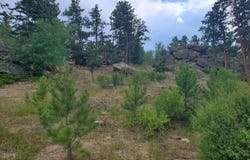 1532 Fox Acres Dr W, Red Feather Lakes, CO 80545