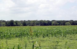 9411 FM 86 Highway, Lockhart, TX 78644