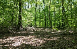 Lewistown Road, Locust Grove, VA 22508