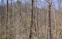 Rye Branch (DB 225, DP 424-433), Gunlock, KY 41632