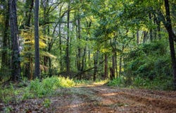 * Hwy 42, Shelby, AL 35143