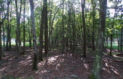 Liii712 Juniper Lane, Albrightsville, PA 18210