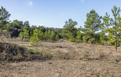 1759 Gotier Trace Rd, Paige, TX 78659