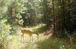 33.66+/-AC Snyder Avenue, AL