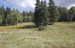 Sheilds Ave lot: 30, Black Lake, NM 87710-0000