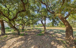 27505 Waterfall Hill Pkwy, Spicewood, TX 78669