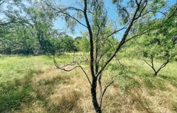 Morris Sheppard Drive lot: 6, Brownwood, TX 76801