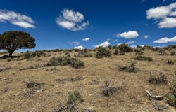 Hollyhock Street, Elko, NV 89801