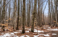 V/L Parcel B Lamerson Lane, Interlochen, MI 49643