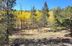 TBD County Road 12, Florissant, CO 80816