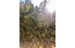 Fisher Firetower Road, Many, LA 71449