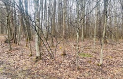 BETHLEHEM ROAD, OAKLAND, MD 21550