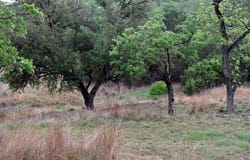 1700 Primrose, Kerrville, TX 78028