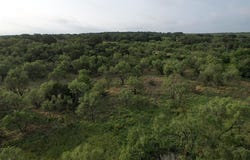 100+- Acres cr 159, Ovalo, TX 79541