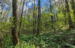 Buck Creek Trail, Epworth, GA 30541