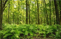 Tbd Lantern Lane, Woodrow Twp, MN 56655
