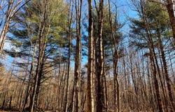 366 Fullerville Rd, Harrisville, NY 13648