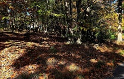 Chestnut Street W, Wurtsboro, NY 12790