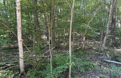 Lot#179 Mockingbird Circle, Farwell, MI 48622