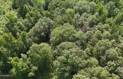 Chapel Hill Road, Utica, MS 39175