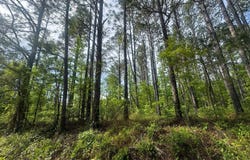 0 COUNTY ROAD 349, MAPLESVILLE, AL 36750