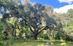 11804 SE COUNTY ROAD 234, MICANOPY, FL 32667