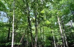 WHITE PINE LOOP lot: 33, Eagle River, WI 54521