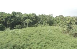 EL ZARZAL, RIO GRANDE, 00745