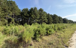 Highway 296, Stapleton, GA 30823