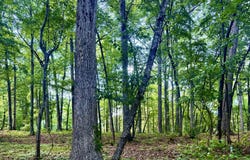 604 Appaloosa Trail, Bahama, NC 27503