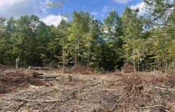 7 Mile Road, Lake City, MI 49651