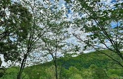 Lot 67 HIghway 73, Townsend, TN 37882