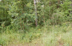 LOT 27 Catherine Street, Prescott, MI 48756