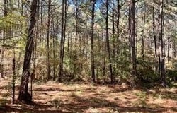 0 BIG LAKE Road, Pineville, LA 71360