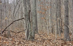 Bobs Run, Alderson, WV 24910