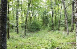 161 Private Road 5973, Elkhart, TX 75839