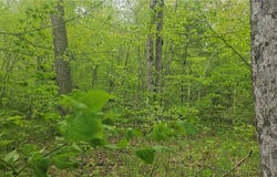 Lot 3 Buckeye Lane, Stone Lake, WI 54876