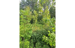 00 14 Mile Rd, Leroy, MI 49655