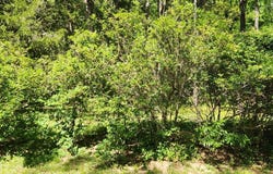 NOTTINGHAM ROAD 0, LOUISA, VA 23093