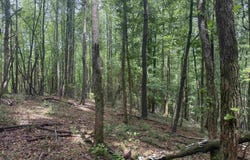 1 COUNTY ROAD 670, RANBURNE, AL 36273