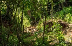 Shingle Gap Road, Purlear, NC 28665
