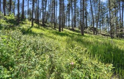 TBD St. Joseph Street, Silver City, SD 57702