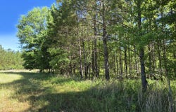 Reedy Branch Rd., Shottsville, AL 35582