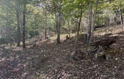 Yellow Mountain Rd, Roanoke, VA 24014