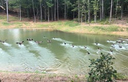 1009 Nuttall Oak Drive, OXFORD, MS 38655