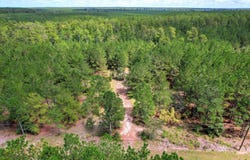 64.68 Acre Mt Beulah Road, Windsor, SC 29856