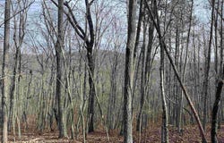 COUNTY ROAD 852, HEFLIN, AL 36264
